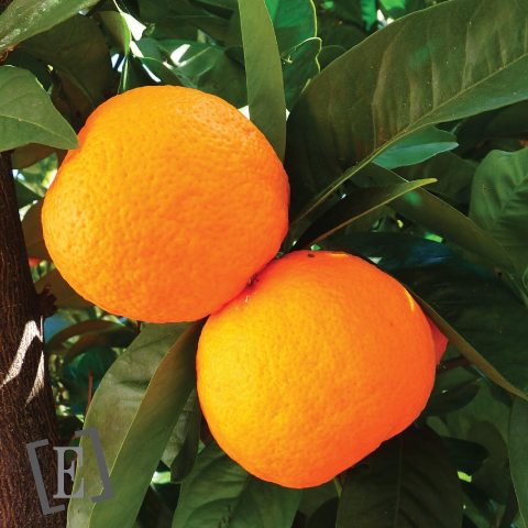 HE d'Orange