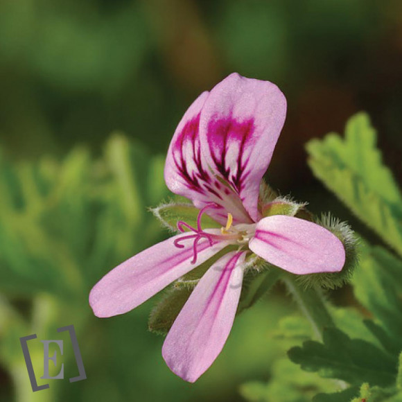 HE de Géranium d'Egypte