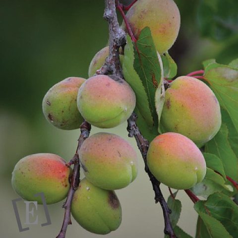 Huile de Noyaux d'Abricots