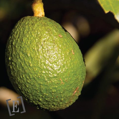 Huile d'Avocats